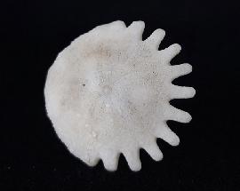Heliophora orbicularis AGASSIZ 1840 - Bild © FossNet FossilienStore